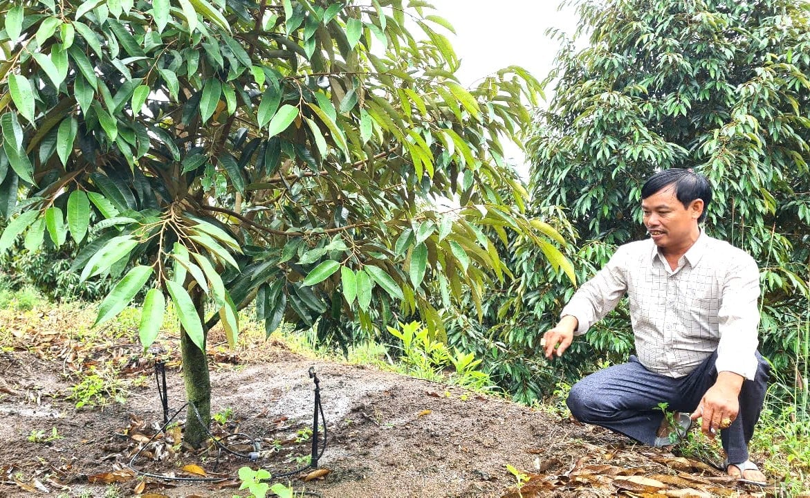 Hệ thống tưới tiết kiệm tại gốc vừa tiết kiệm được nguồn nước vốn đã khan hiếm, vừa mang lại hiệu quả cao. Ảnh: Đăng Lâm. Hệ thống tưới tiết kiệm tại gốc vừa tiết kiệm được nguồn nước vốn đã khan hiếm, vừa mang lại hiệu quả cao. Ảnh: Đăng Lâm.