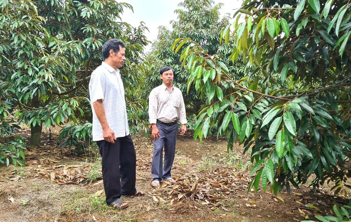Xây dựng vườn cây bền vững là tiêu chí hàng đầu của 'ông vua sầu riêng vùng biên'. Ảnh: Đăng Lâm. Xây dựng vườn cây bền vững là tiêu chí hàng đầu của 'ông vua sầu riêng vùng biên'. Ảnh: Đăng Lâm.