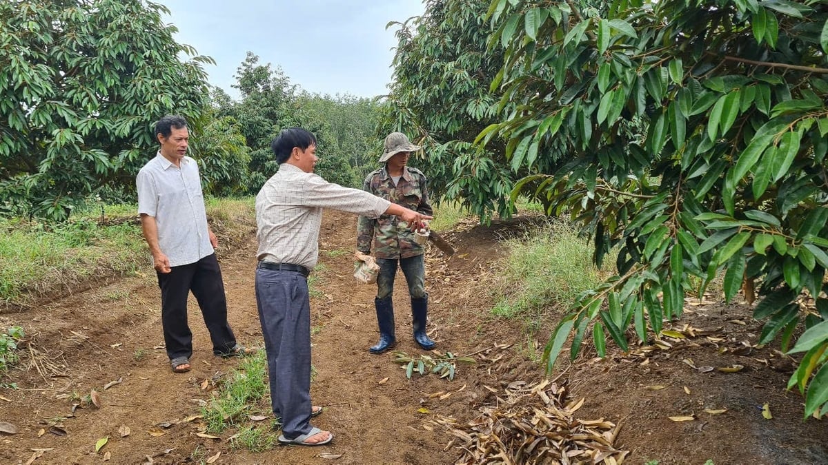 Ông Trọn hướng dẫn nông dân chăm sóc sầu riêng theo hướng hữu cơ, bền vững. Ảnh: Đăng Lâm. Ông Trọn hướng dẫn nông dân chăm sóc sầu riêng theo hướng hữu cơ, bền vững. Ảnh: Đăng Lâm.