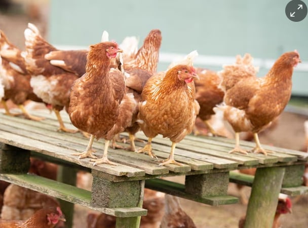 Free-range eggs are more susceptible to avian influenza – the underlying factor contributing to bare shelves. Photograph: Farlap/Alamy.