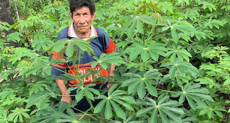 A grower shows off his lush cassava garden. Photo: Stephen Wooding, CC BY-ND.