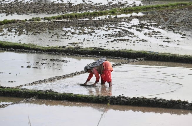 A farmer works in a paddy field in Anantnag district, south of Srinagar, on May 6. Agriculture accounts for 16 per cent of India’s gross domestic product. Photo: AFP.