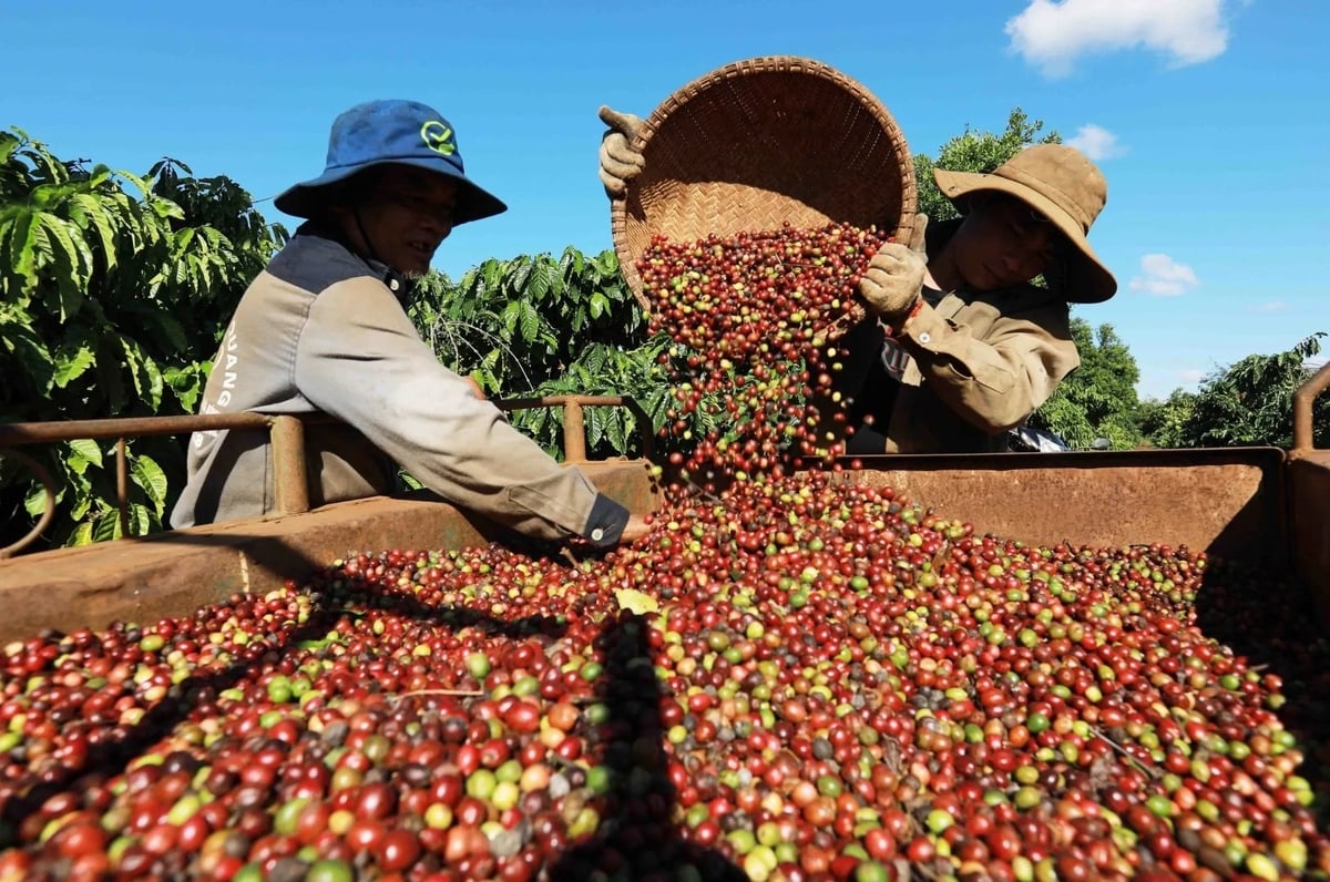 Cà phê nằm trong nhóm hàng hóa xuất khẩu chủ lực của Việt Nam. Ảnh: VNA. Cà phê nằm trong nhóm hàng hóa xuất khẩu chủ lực của Việt Nam. Ảnh: VNA.
