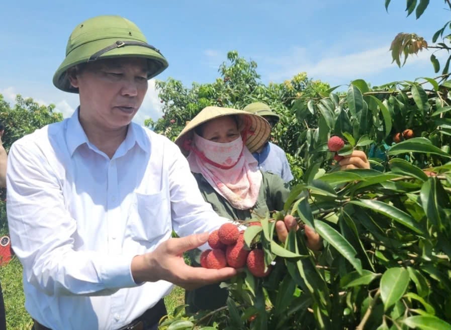 Tháng 6/2023, Thứ trưởng Bộ Nông nghiệp và Môi trường Phùng Đức Tiến đã đến thăm vườn vải không hạt của Công ty Hồ Gươm Sông Âm. Ảnh: Quốc Toản. Tháng 6/2023, Thứ trưởng Bộ Nông nghiệp và Môi trường Phùng Đức Tiến đã đến thăm vườn vải không hạt của Công ty Hồ Gươm Sông Âm. Ảnh: Quốc Toản.