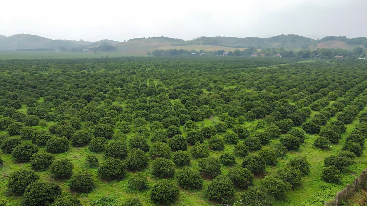 20ha vải không hạt được trồng thử nghiệm ở huyện Ngọc Lặc đã cho hiệu quả kinh tế cao. Ảnh: Thanh Tâm. 20ha vải không hạt được trồng thử nghiệm ở huyện Ngọc Lặc đã cho hiệu quả kinh tế cao. Ảnh: Thanh Tâm.