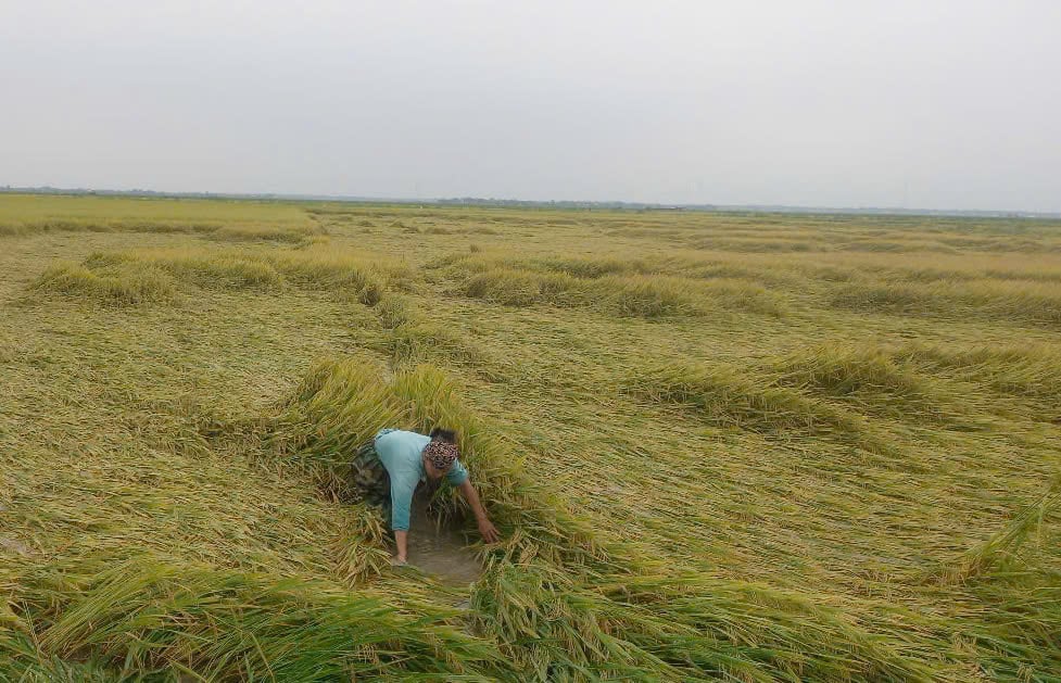 Nông dân huyện Quảng Ninh tạo dòng chảy trên ruộng để thoát úng. Ảnh: T. Đức. Nông dân huyện Quảng Ninh tạo dòng chảy trên ruộng để thoát úng. Ảnh: T. Đức.