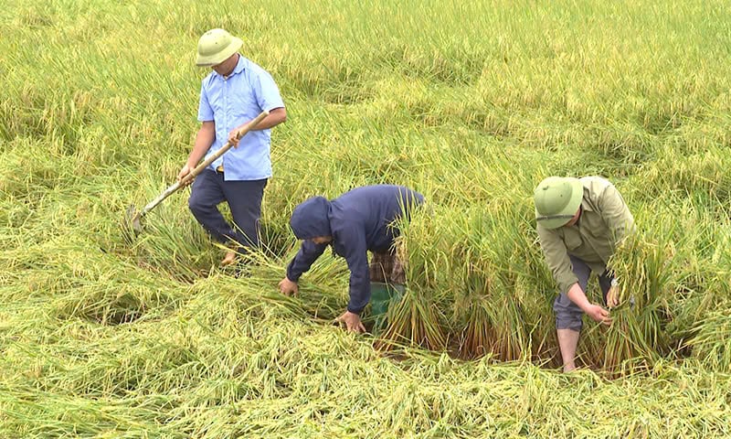 Nông dân huyện Bố Trạch chủ động khắc phục diện tích lúa bị đổ ngã. Ảnh: N. Hải Nông dân huyện Bố Trạch chủ động khắc phục diện tích lúa bị đổ ngã. Ảnh: N. Hải