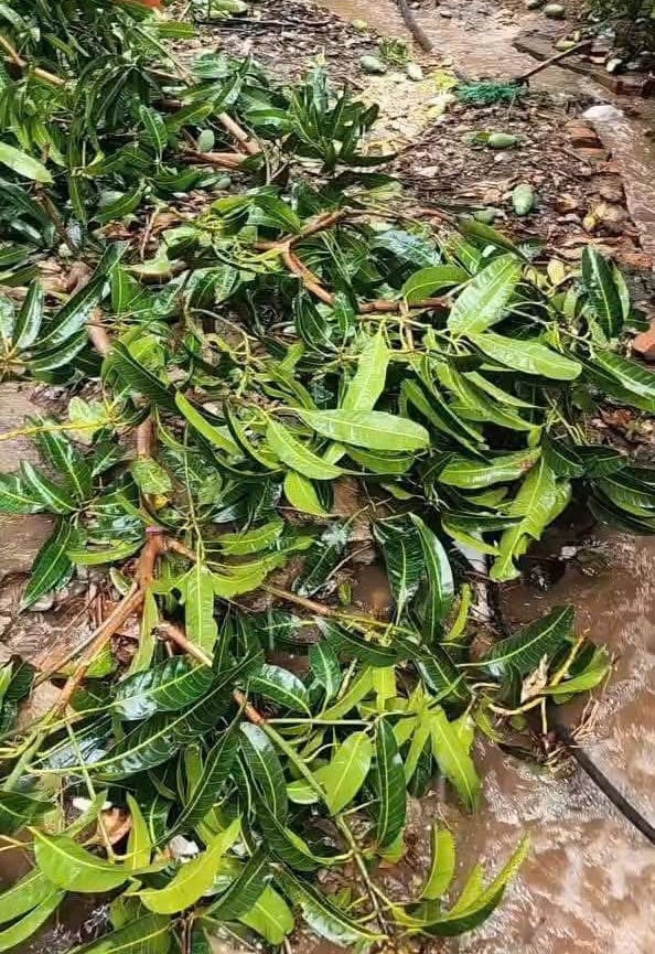 Nhiều diện tích xoài ở Yên Châu bị thiệt hại nặng. Ảnh: Trung tâm TT-VH Yên Châu. Nhiều diện tích xoài ở Yên Châu bị thiệt hại nặng. Ảnh: Trung tâm TT-VH Yên Châu.