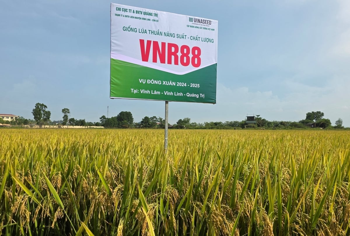 VNR88 được nông dân tôn là 'bông hậu' trên cánh đồng lúa Quảng Trị năm nay. Ảnh: Võ Dũng. VNR88 được nông dân tôn là 'bông hậu' trên cánh đồng lúa Quảng Trị năm nay. Ảnh: Võ Dũng.