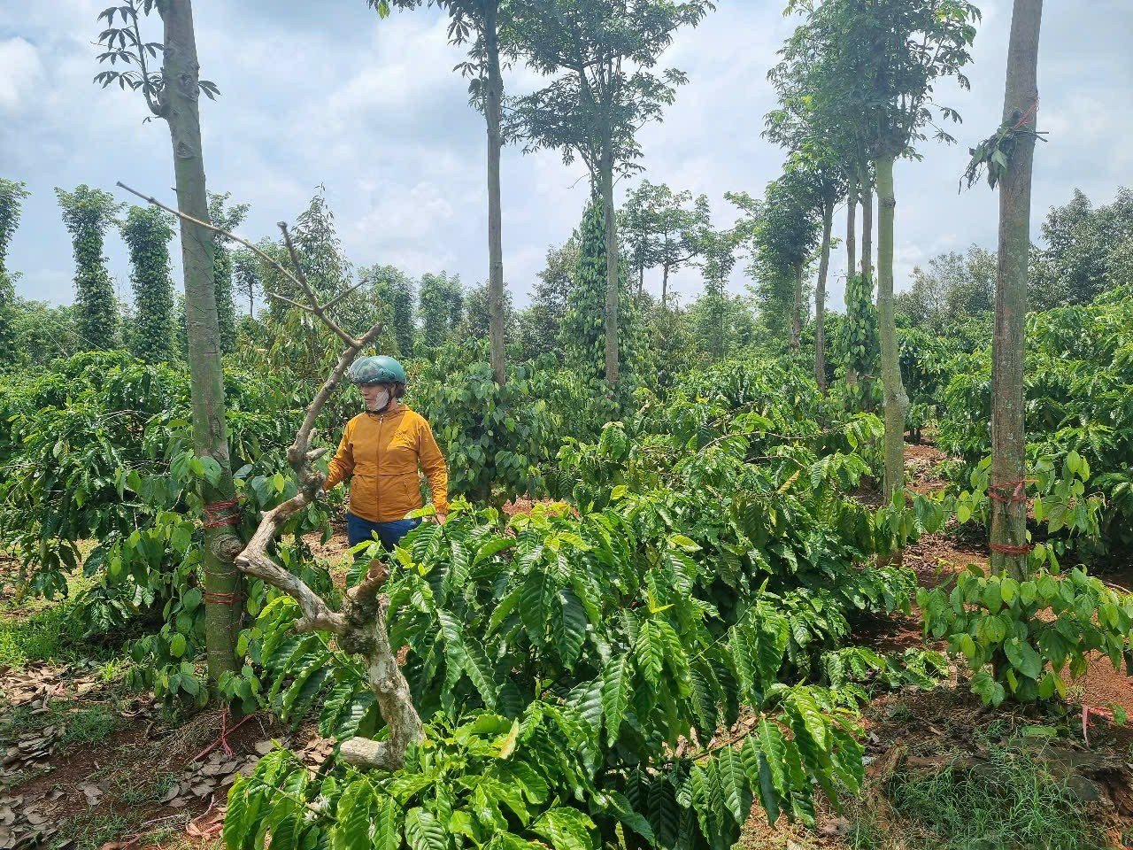 Rẫy tiêu của gia đình bà Dương Thị Tuyết bị cắt trộm 20 trụ. Ảnh: Trần Thọ. Rẫy tiêu của gia đình bà Dương Thị Tuyết bị cắt trộm 20 trụ. Ảnh: Trần Thọ.