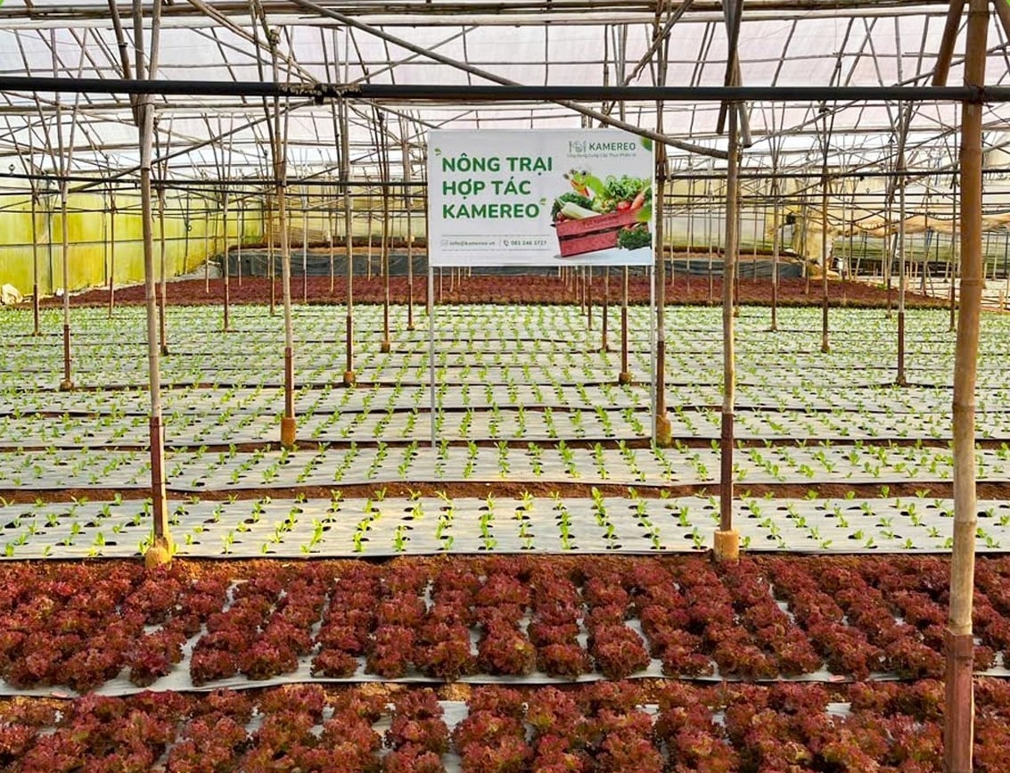 Nông trại hợp tác với sàn thương mại điện tử Kamereo để tiêu thụ sản phẩm đến tay khách hàng. Ảnh: Hồng Thắm. Nông trại hợp tác với sàn thương mại điện tử Kamereo để tiêu thụ sản phẩm đến tay khách hàng. Ảnh: Hồng Thắm.