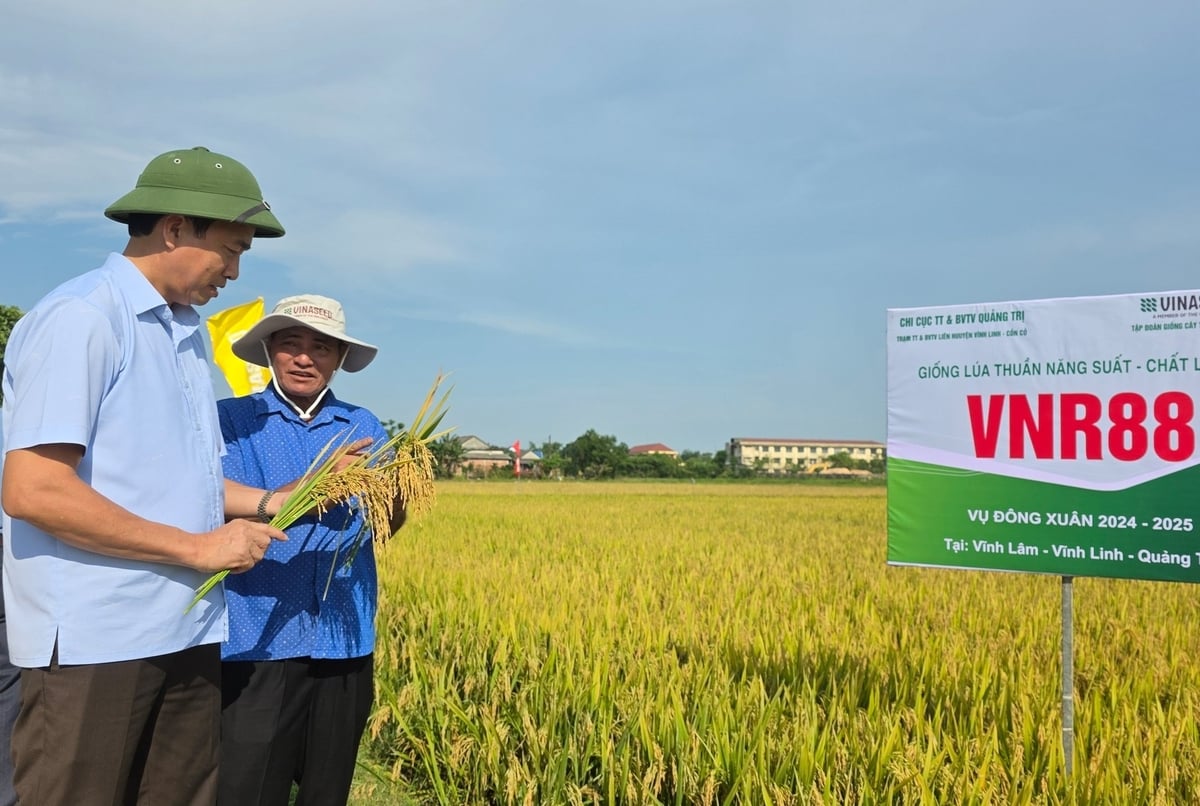 Thử nghiệm giống lúa VNR88 nằm trong kế hoạch làm mới bộ giống lúa của tỉnh Quảng Trị. Ảnh: Võ Dũng. Thử nghiệm giống lúa VNR88 nằm trong kế hoạch làm mới bộ giống lúa của tỉnh Quảng Trị. Ảnh: Võ Dũng.