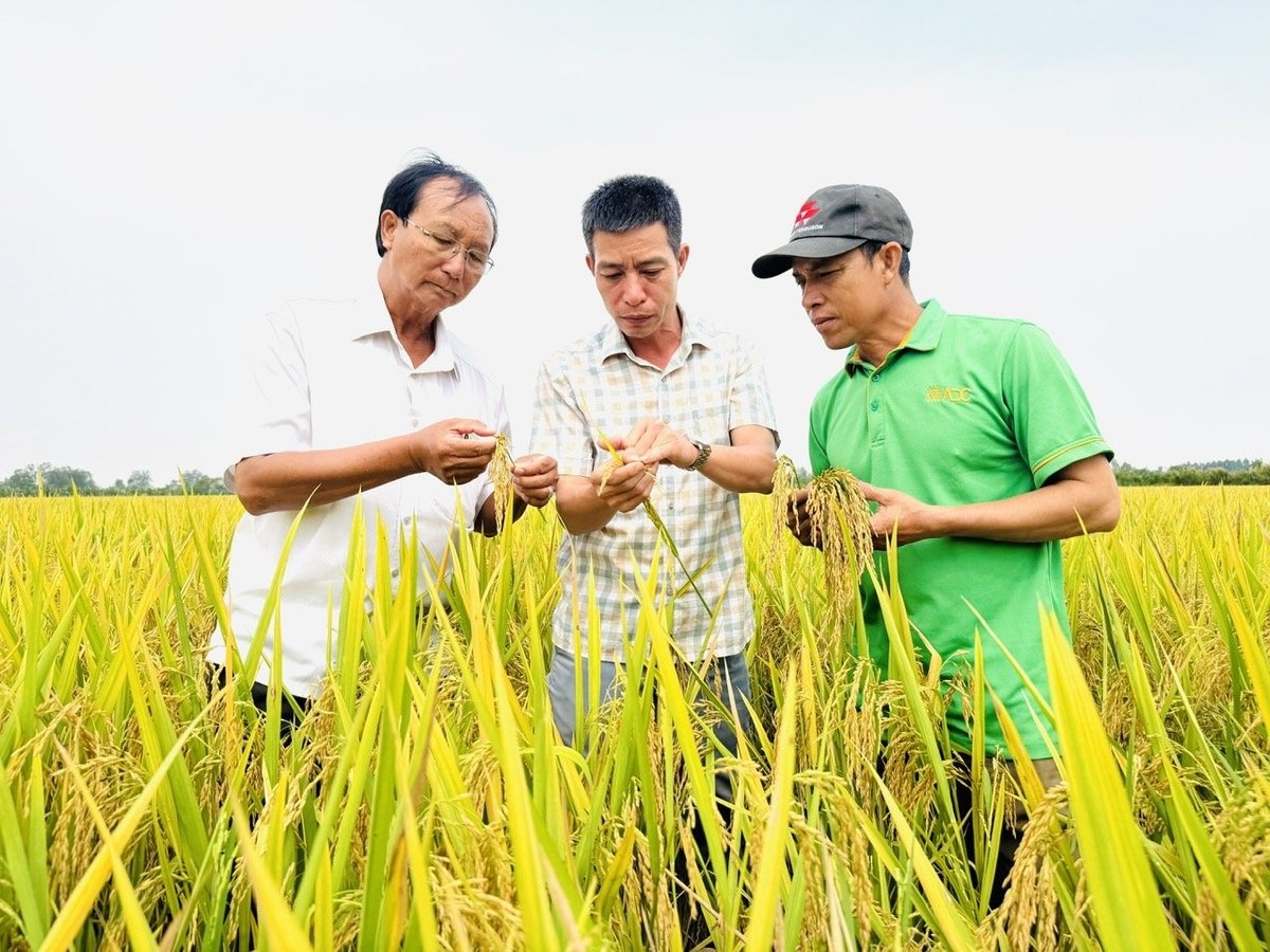 Liên kết chuỗi giá trị là giải pháp then chốt để tổ chức lại sản xuất, nâng cao hiệu quả và đảm bảo sự tham gia có trách nhiệm của các bên trong chuỗi. Ảnh: Lê Hoàng Vũ. Liên kết chuỗi giá trị là giải pháp then chốt để tổ chức lại sản xuất, nâng cao hiệu quả và đảm bảo sự tham gia có trách nhiệm của các bên trong chuỗi. Ảnh: Lê Hoàng Vũ.