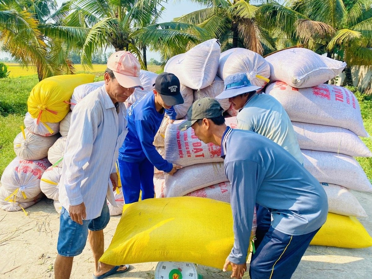 Mối liên kết tự nguyện giữa nông dân, HTX, doanh nghiệp không chỉ góp phần nâng cao chất lượng lúa gạo, giảm chi phí sản xuất mà còn bảo vệ môi trường, tăng giá trị. Ảnh: Lê Hoàng Vũ. Mối liên kết tự nguyện giữa nông dân, HTX, doanh nghiệp không chỉ góp phần nâng cao chất lượng lúa gạo, giảm chi phí sản xuất mà còn bảo vệ môi trường, tăng giá trị. Ảnh: Lê Hoàng Vũ.