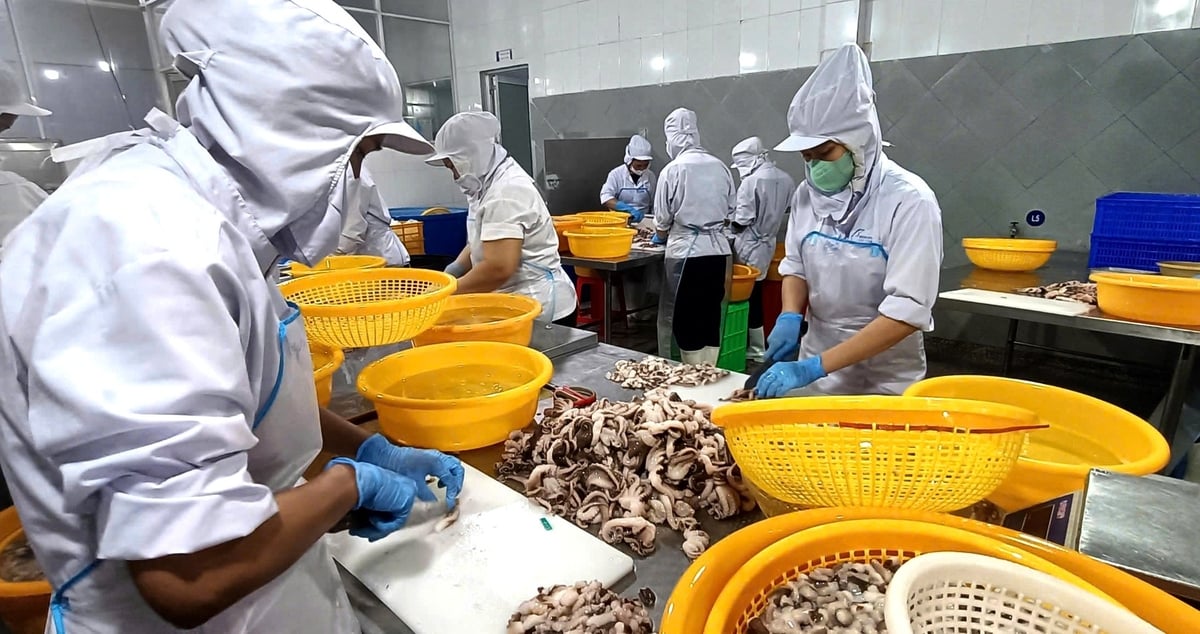 Sơ chế bạch tuộc xuất khẩu ở Công ty Đông Dương (thành phố Vũng Tàu). Ảnh: Lê Bình. Sơ chế bạch tuộc xuất khẩu ở Công ty Đông Dương (thành phố Vũng Tàu). Ảnh: Lê Bình.