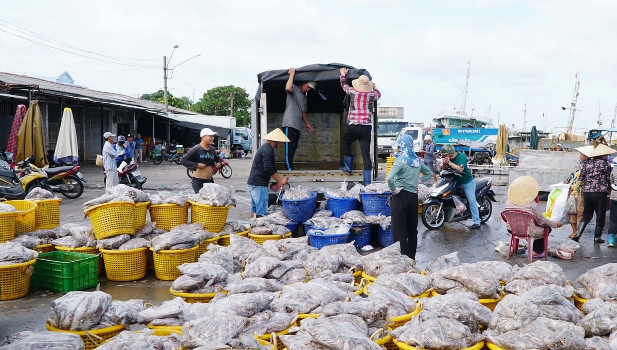 Các thị trường lớn ngày càng yêu cầu kĩ lưỡng hơn về nguồn gốc xuất xứ sản phẩm thủy sản. Ảnh: Lê Bình. Các thị trường lớn ngày càng yêu cầu kĩ lưỡng hơn về nguồn gốc xuất xứ sản phẩm thủy sản. Ảnh: Lê Bình.