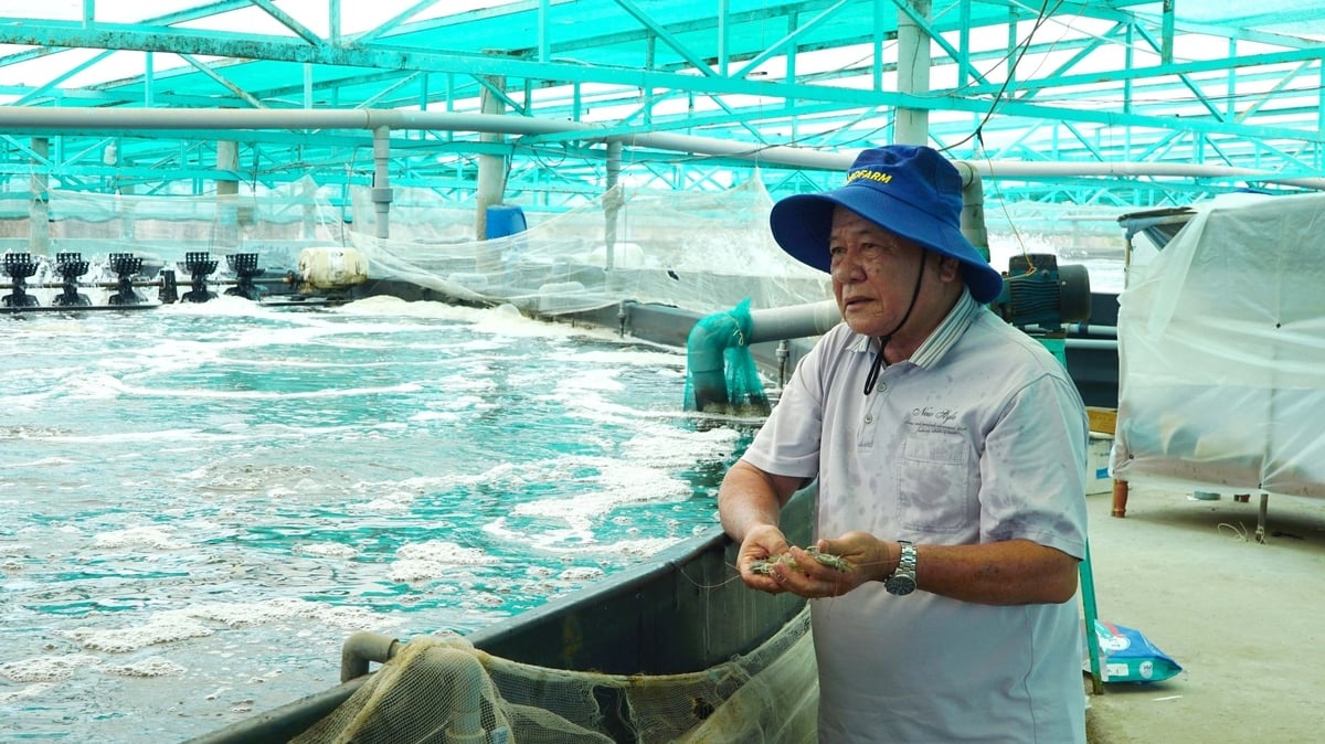 Giá tôm thẻ chân trắng biến động khiến người nông dân chịu thiệt thòi lớn. Ảnh: Lê Bình. Giá tôm thẻ chân trắng biến động khiến người nông dân chịu thiệt thòi lớn. Ảnh: Lê Bình.