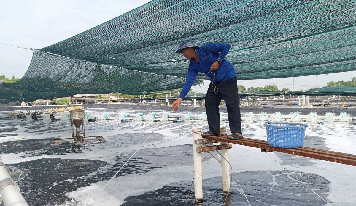 Các doanh nghiệp, HTX nuôi thủy sản tại Bà Rịa - Vũng Tàu đang tự tìm hướng đi cho mình trong bối cảnh nhiều khó khăn bủa vây. Ảnh: Lê Bình. Các doanh nghiệp, HTX nuôi thủy sản tại Bà Rịa - Vũng Tàu đang tự tìm hướng đi cho mình trong bối cảnh nhiều khó khăn bủa vây. Ảnh: Lê Bình.