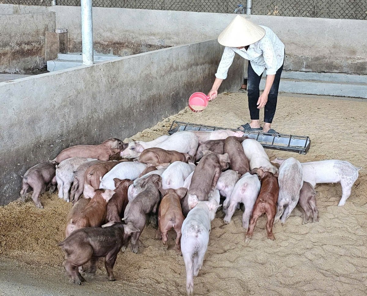 Chăn nuôi lợn ở huyện Tam Đảo, tỉnh Vĩnh Phúc. Ảnh: Bảo Khang. Chăn nuôi lợn ở huyện Tam Đảo, tỉnh Vĩnh Phúc. Ảnh: Bảo Khang.