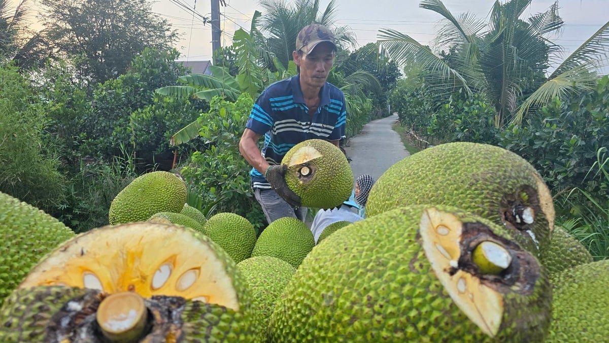 Giá mít Thái giảm sâu, khiến nông dân gặp khó. Ảnh: Minh Đảm. Giá mít Thái giảm sâu, khiến nông dân gặp khó. Ảnh: Minh Đảm.