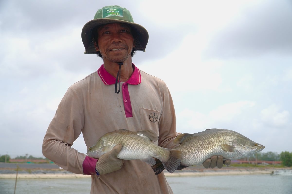 Mô hình nuôi cá chẽm đang được nhiều nông dân Sóc Trăng lựa chọn phát triển. Ảnh: Kim Anh. Mô hình nuôi cá chẽm đang được nhiều nông dân Sóc Trăng lựa chọn phát triển. Ảnh: Kim Anh.