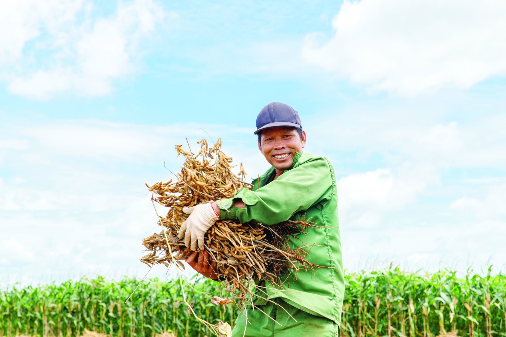Ngoài cung cấp nguồn đạm tốt cho con người, đậu nành còn giúp cải tạo 'sức khỏe' đất. Ngoài cung cấp nguồn đạm tốt cho con người, đậu nành còn giúp cải tạo 'sức khỏe' đất.
