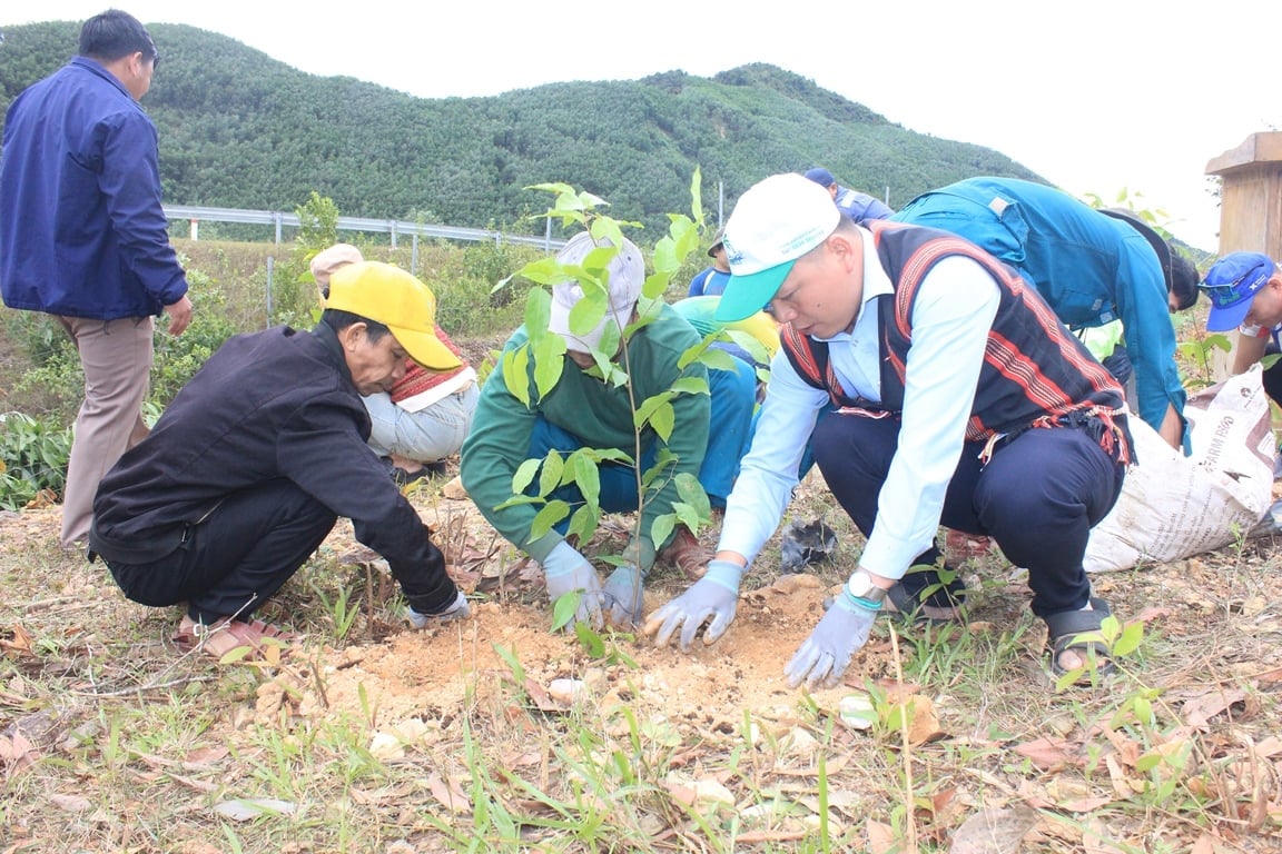 Đến nay đã có hơn 423 hecta rừng gỗ lớn được người dân và tổ chức đăng ký trồng mới hoặc chuyển đổi. Ảnh: Lan Anh. Đến nay đã có hơn 423 hecta rừng gỗ lớn được người dân và tổ chức đăng ký trồng mới hoặc chuyển đổi. Ảnh: Lan Anh.