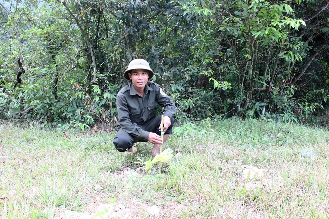 Ông Đinh Văn Hinh đang chăm sóc 4 hecta trồng các loại cam rừng, tà vạt – những giống cây bản địa trên đất trồng keo trước đây Ảnh: Lan Anh. Ông Đinh Văn Hinh đang chăm sóc 4 hecta trồng các loại cam rừng, tà vạt – những giống cây bản địa trên đất trồng keo trước đây Ảnh: Lan Anh.