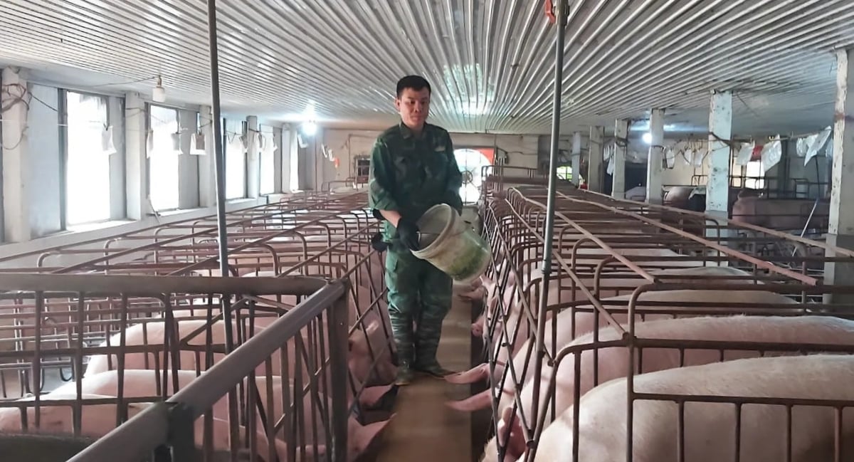 Chuồng được trang bị hệ thống làm mát gồm quạt hút, quạt thổi, phun sương và tấm làm mát cooling pad. Ảnh: Quang Linh. Chuồng được trang bị hệ thống làm mát gồm quạt hút, quạt thổi, phun sương và tấm làm mát cooling pad. Ảnh: Quang Linh.