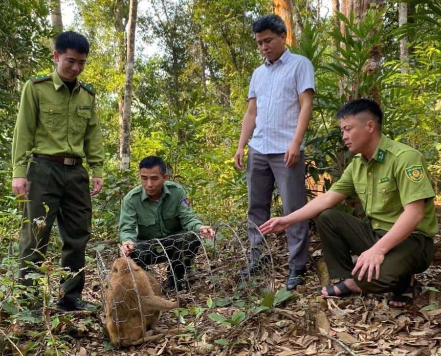 Thả cá thể Khỉ vàng tại Khu Dự trữ Thiên nhiên Mường Nhé. Ảnh: Trần Hương. Thả cá thể Khỉ vàng tại Khu Dự trữ Thiên nhiên Mường Nhé. Ảnh: Trần Hương.