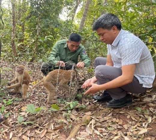 Tái thả cá thể Khỉ vàng. Ảnh: Ban Quản lý Khu DTTN Mường Nhé. Tái thả cá thể Khỉ vàng. Ảnh: Ban Quản lý Khu DTTN Mường Nhé.