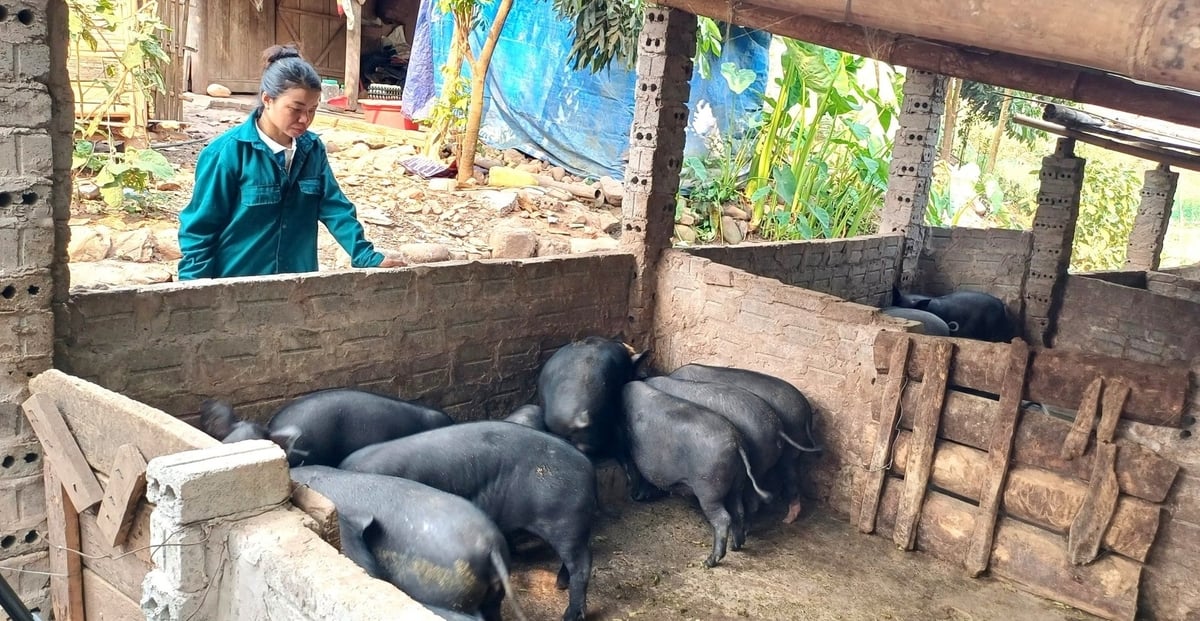 Phụ nữ huyện Nậm Pồ tích cực tham gia các hoạt động phong trào phát triển kinh tế. Ảnh: Trần Hương. Phụ nữ huyện Nậm Pồ tích cực tham gia các hoạt động phong trào phát triển kinh tế. Ảnh: Trần Hương.