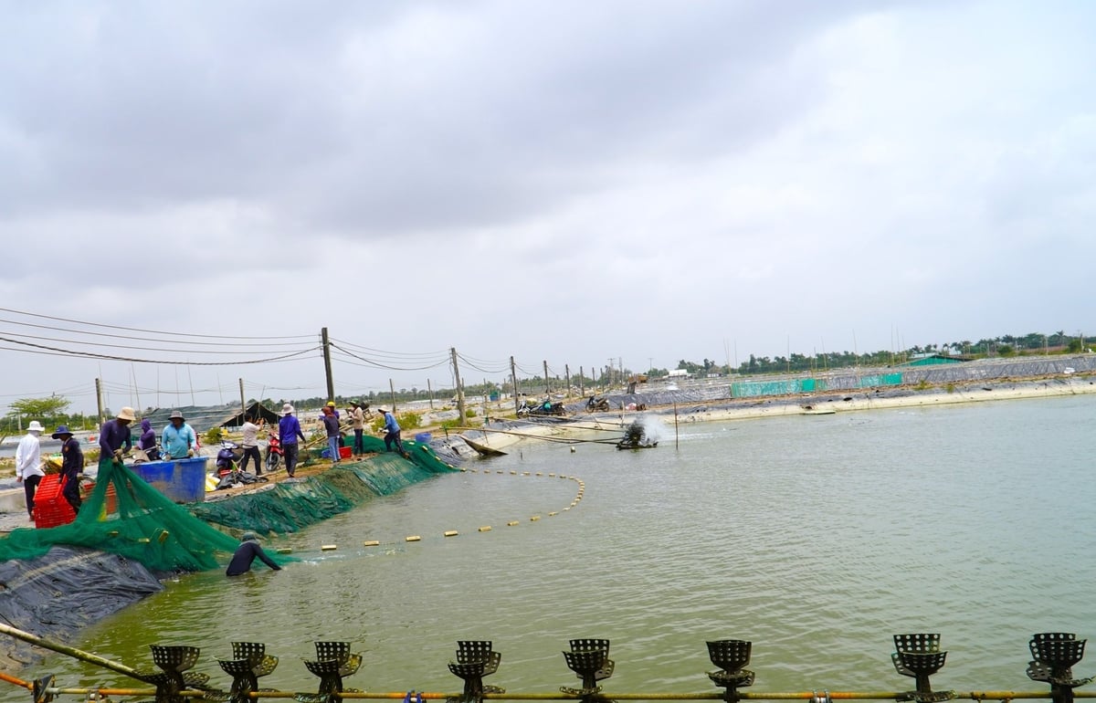 Tận dụng nguồn nước mặn, phong trào nuôi cá nước lợ ở tỉnh Sóc Trăng đang phát triển mạnh. Ảnh: Kim Anh. Tận dụng nguồn nước mặn, phong trào nuôi cá nước lợ ở tỉnh Sóc Trăng đang phát triển mạnh. Ảnh: Kim Anh.