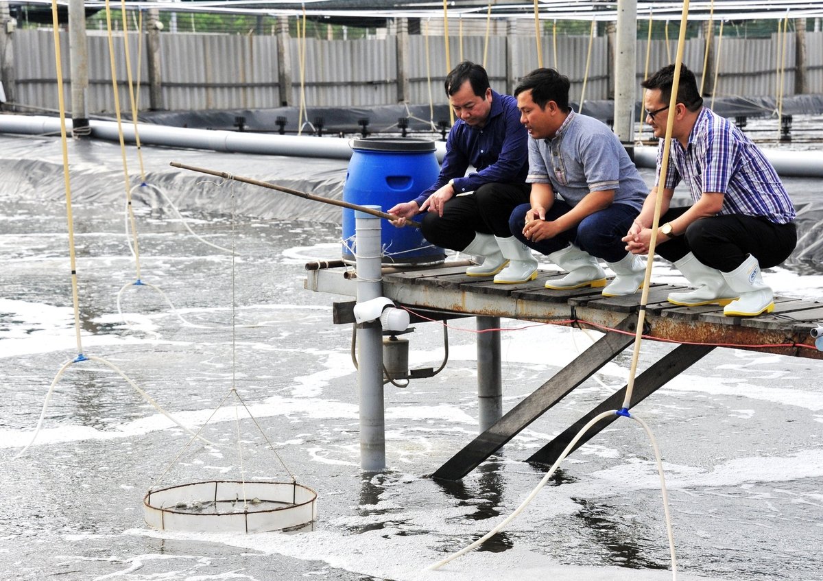 ĐBSCL đang chuyển mình mạnh mẽ với mô hình nuôi tôm giảm phát thải, bảo vệ môi trường và ứng dụng công nghệ mới, kiểm soát giống, thức ăn để phát triển bền vững. Ảnh: Lê Hoàng Vũ. ĐBSCL đang chuyển mình mạnh mẽ với mô hình nuôi tôm giảm phát thải, bảo vệ môi trường và ứng dụng công nghệ mới, kiểm soát giống, thức ăn để phát triển bền vững. Ảnh: Lê Hoàng Vũ.