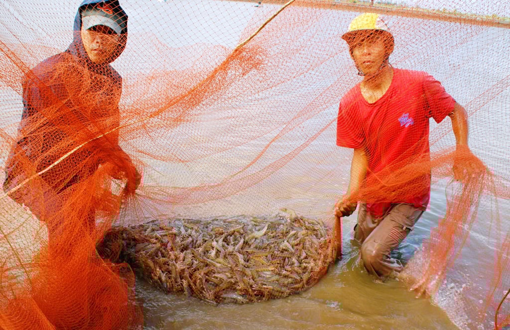 Việc giảm phát thải trong nuôi tôm không chỉ giúp bảo vệ môi trường mà còn nâng cao giá trị và tính cạnh tranh của sản phẩm tôm Việt Nam trên thị trường quốc tế. Ảnh: Lê Hoàng Vũ. Việc giảm phát thải trong nuôi tôm không chỉ giúp bảo vệ môi trường mà còn nâng cao giá trị và tính cạnh tranh của sản phẩm tôm Việt Nam trên thị trường quốc tế. Ảnh: Lê Hoàng Vũ.