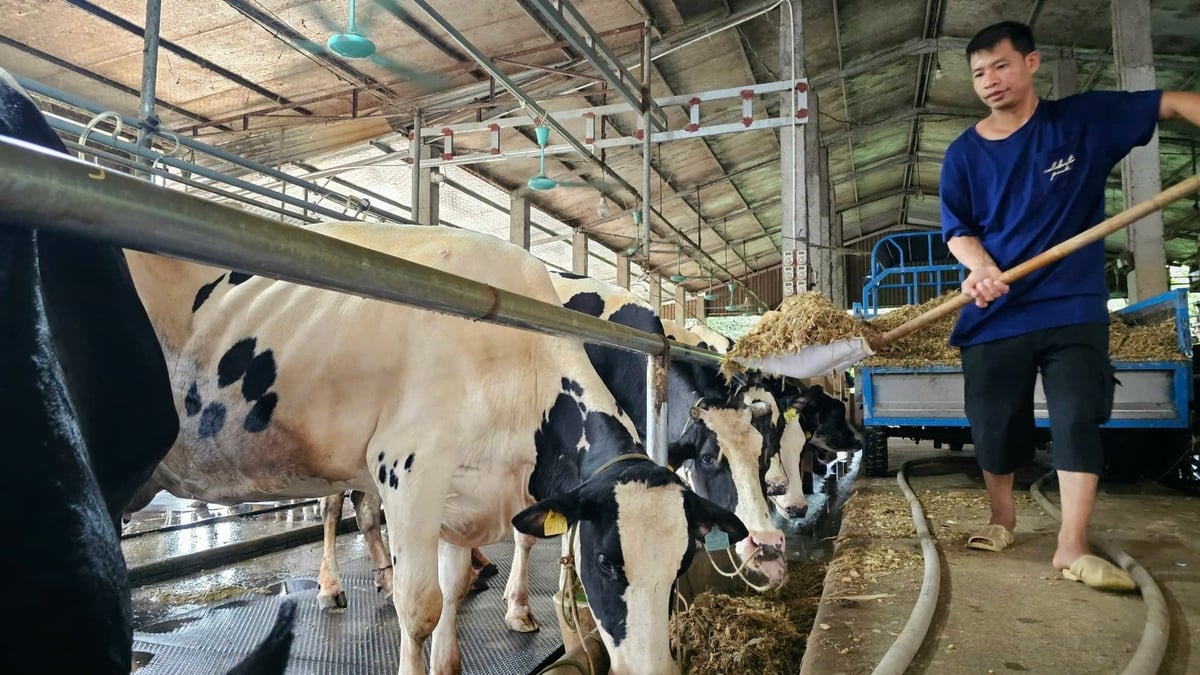Nghề chăn nuôi bò sữa ở huyện Vĩnh Tường, tỉnh Vĩnh Phúc. Ảnh: Bảo Khang. Nghề chăn nuôi bò sữa ở huyện Vĩnh Tường, tỉnh Vĩnh Phúc. Ảnh: Bảo Khang.