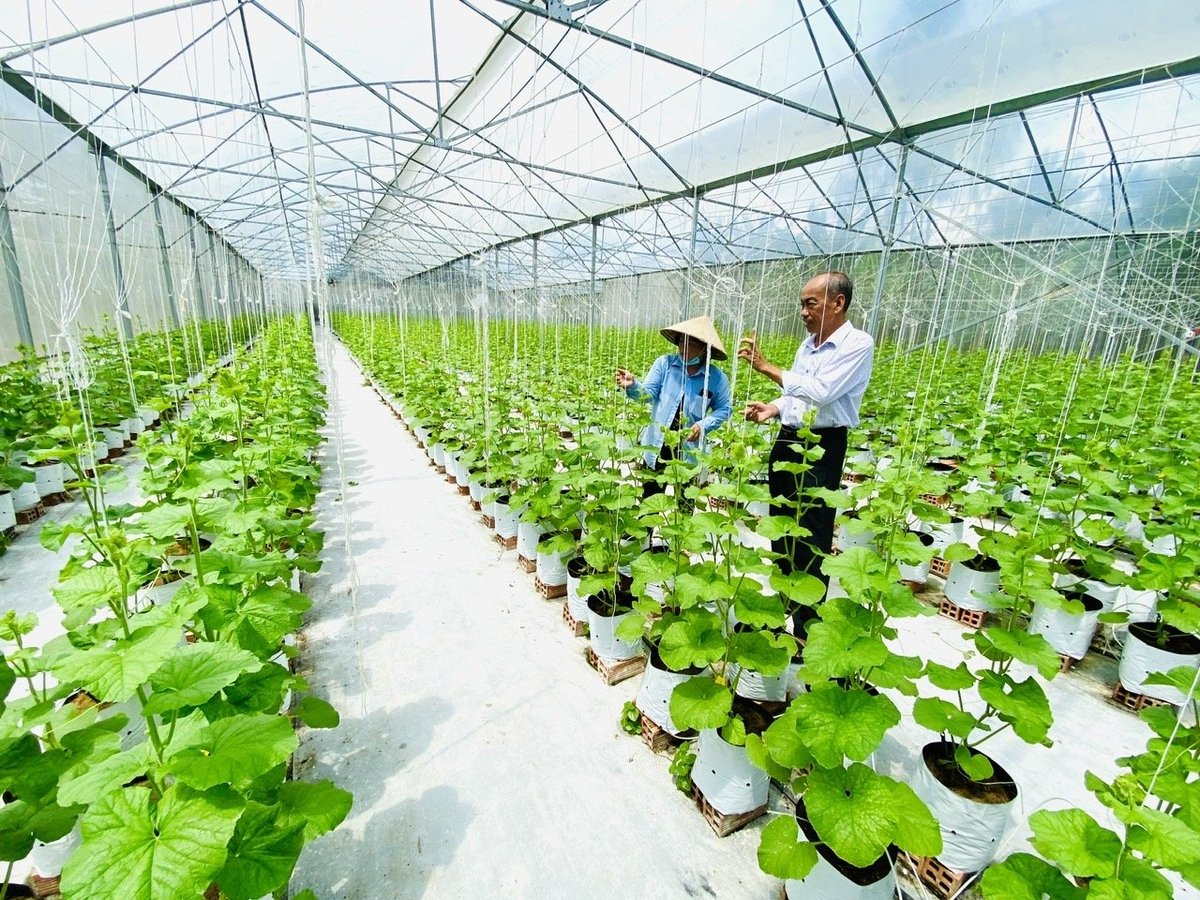 Nông nghiệp công nghệ cao đang có bước phát triển vượt bậc. Ảnh: Tư liệu. Nông nghiệp công nghệ cao đang có bước phát triển vượt bậc. Ảnh: Tư liệu.