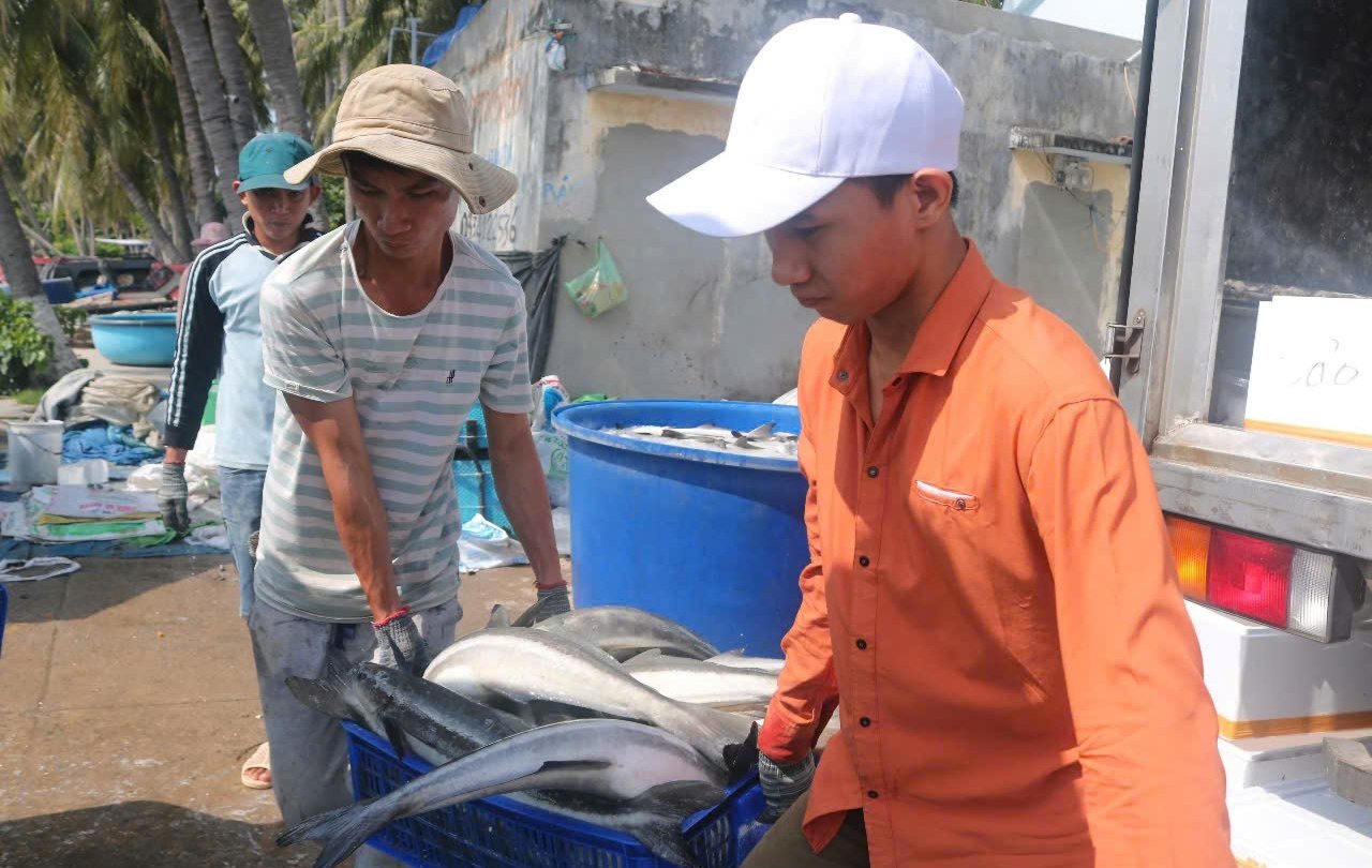 Người nuôi thu hoạch cá đạt kích cỡ thương phẩm để chạy bão, giảm thiệt hại. Ảnh: KS. Người nuôi thu hoạch cá đạt kích cỡ thương phẩm để chạy bão, giảm thiệt hại. Ảnh: KS.