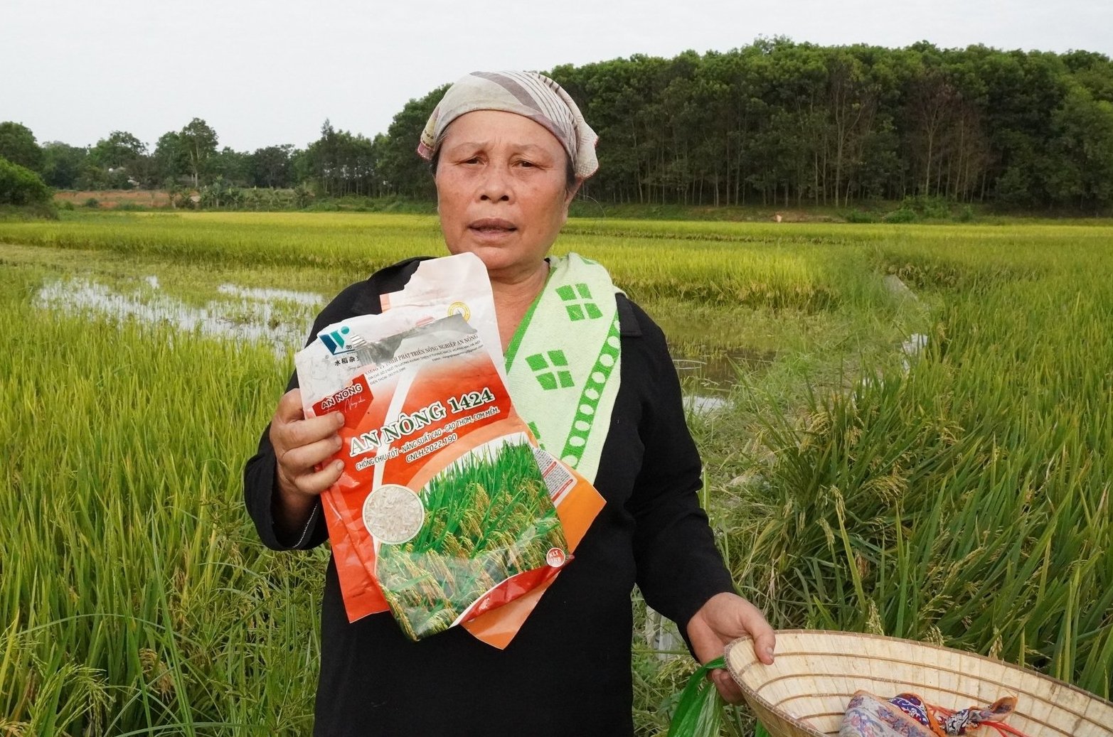 Nông dân còn giữ bao bì giống lúa bị thiệt hại trong vụ xuân năm nay. Ảnh: Quốc Toản. Nông dân còn giữ bao bì giống lúa bị thiệt hại trong vụ xuân năm nay. Ảnh: Quốc Toản.
