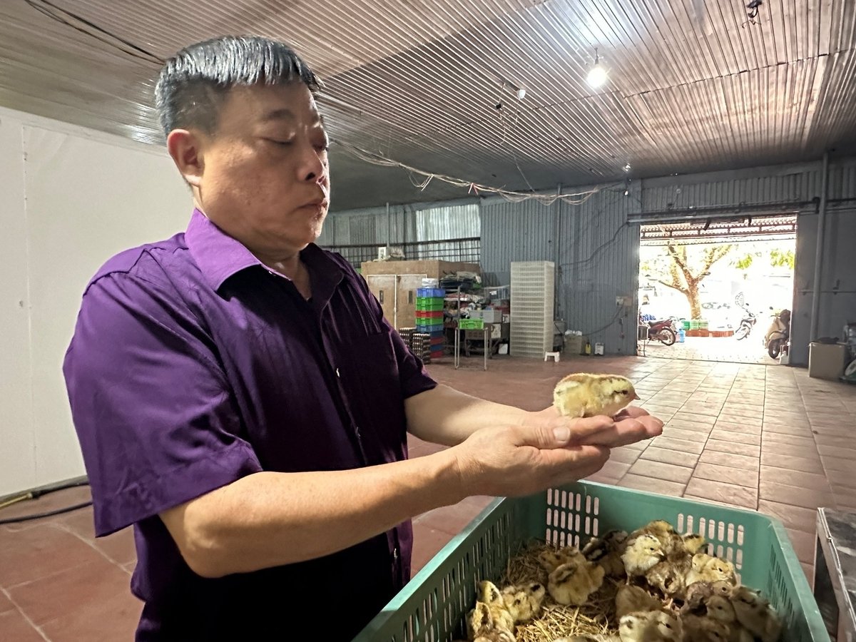 Ông Nguyễn Văn Đường kiểm tra gà giống. Ảnh: Quang Linh. Ông Nguyễn Văn Đường kiểm tra gà giống. Ảnh: Quang Linh.