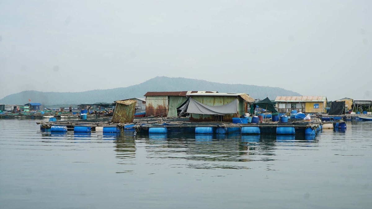 Các doanh nghiệp đang tính đường chuyển hướng sang nuôi biển, nuôi thủy sản lồng bè để chủ động nguồn cung và dễ kiểm soát nguồn gốc sản phẩm. Ảnh: Lê Bình. Các doanh nghiệp đang tính đường chuyển hướng sang nuôi biển, nuôi thủy sản lồng bè để chủ động nguồn cung và dễ kiểm soát nguồn gốc sản phẩm. Ảnh: Lê Bình.