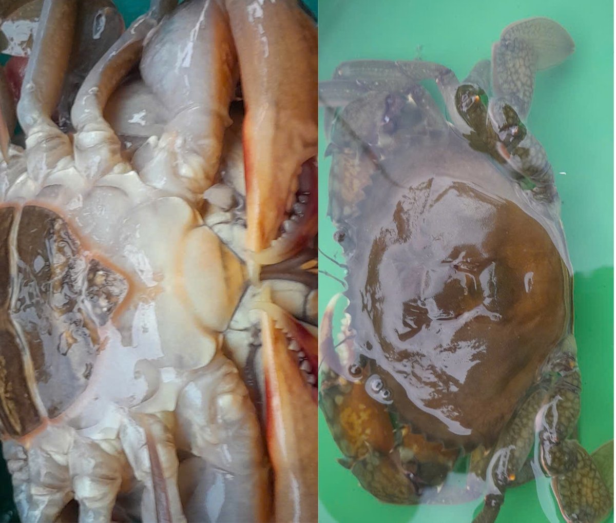 Sản phẩm cua biển lột có giá trị cao. Ảnh: Minh Đảm. Sản phẩm cua biển lột có giá trị cao. Ảnh: Minh Đảm.