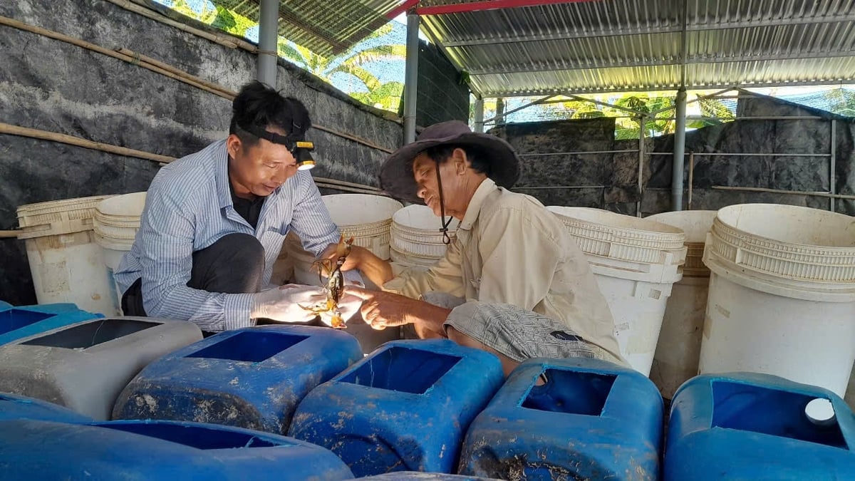 Anh Đào Phước Xoàn (trái) kiểm tra cua chuẩn bị lột, được nuôi trong các thùng nhựa. Ảnh: Minh Đảm. Anh Đào Phước Xoàn (trái) kiểm tra cua chuẩn bị lột, được nuôi trong các thùng nhựa. Ảnh: Minh Đảm.