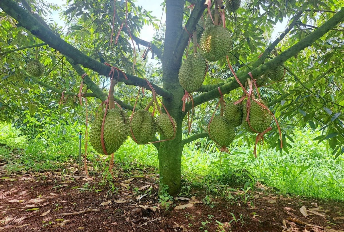 Bón phân đầy đủ, cân đối giữa các yếu tố đa, trung, vi lượng là vấn đề cần phải được đặc biệt quan tâm đối với canh tác sầu riêng. Ảnh: PC. Bón phân đầy đủ, cân đối giữa các yếu tố đa, trung, vi lượng là vấn đề cần phải được đặc biệt quan tâm đối với canh tác sầu riêng. Ảnh: PC.
