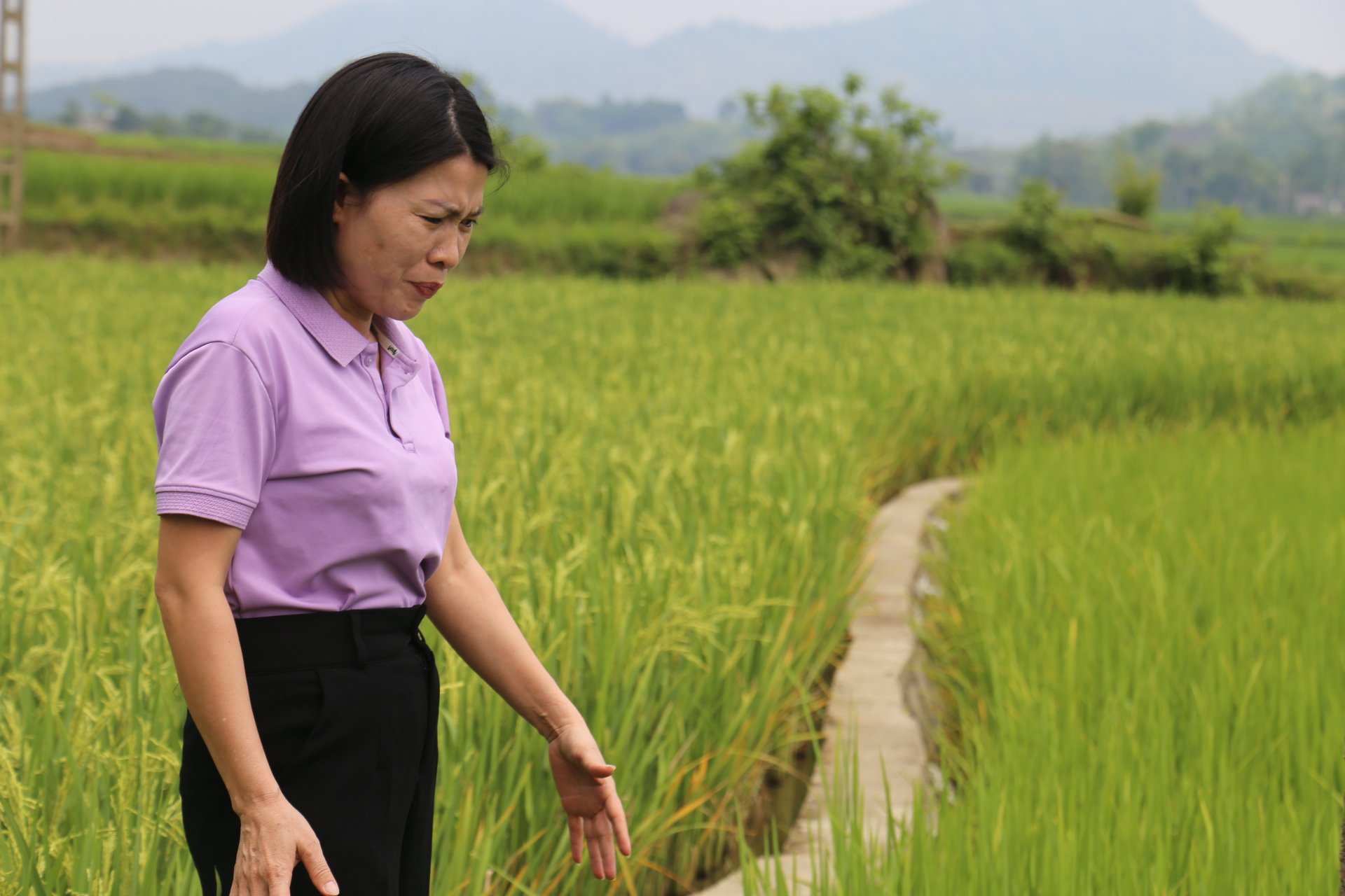 Việc cứng hóa bờ ruộng giúp bà con gánh thóc về nhà dễ dàng và tránh được sạt sụt. Ảnh: H.Đ. Việc cứng hóa bờ ruộng giúp bà con gánh thóc về nhà dễ dàng và tránh được sạt sụt. Ảnh: H.Đ.