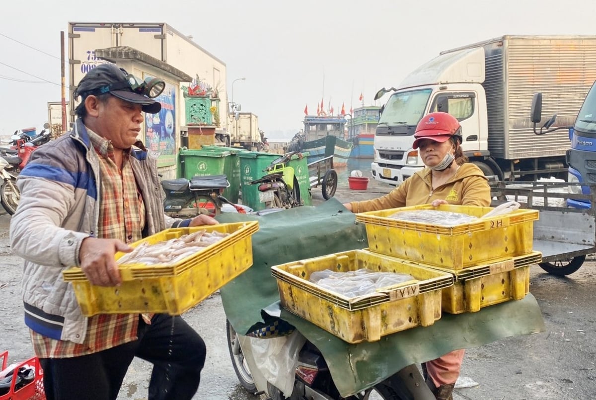 Ngư dân Huế tuân thủ các quy định về chống khai thác hải sản bất hợp pháp, không khai báo và không theo quy định (IUU). Ảnh: Văn Dinh. Ngư dân Huế tuân thủ các quy định về chống khai thác hải sản bất hợp pháp, không khai báo và không theo quy định (IUU). Ảnh: Văn Dinh.