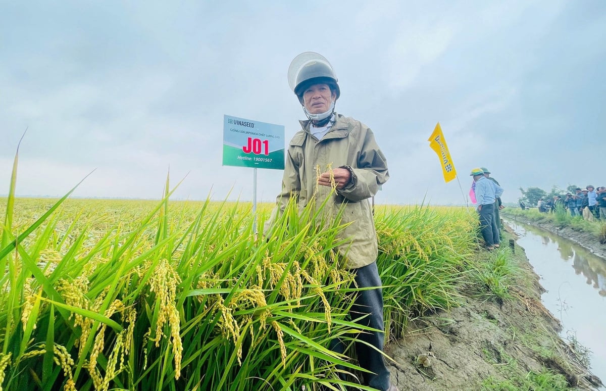 Nông dân TP Huế đánh giá cao giống lúa J01. Ảnh: Văn Dinh. Nông dân TP Huế đánh giá cao giống lúa J01. Ảnh: Văn Dinh.