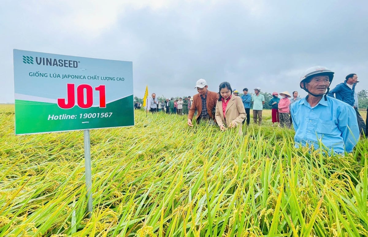 Giống lúa J01 của Vinaseed phát triển ổn định ở Huế, năng suất 75 tạ/ha. Ảnh: Văn Dinh. Giống lúa J01 của Vinaseed phát triển ổn định ở Huế, năng suất 75 tạ/ha. Ảnh: Văn Dinh.