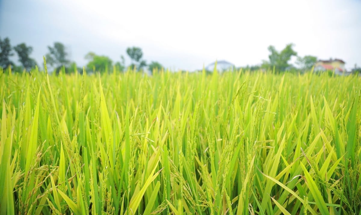 Nhiều diện tích lúa xuân tại huyện Yên Thành trỗ bông nhưng không kết hạt. Ảnh: Ngọc Linh. Nhiều diện tích lúa xuân tại huyện Yên Thành trỗ bông nhưng không kết hạt. Ảnh: Ngọc Linh.