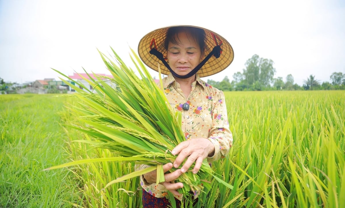 Bà Nguyễn Thị Quý (xã Đồng Thành, huyện Yên Thành) buồn bã vì lúa đứng như lau sậy, không trỗ thoát, không kết hạt. Ảnh: Ngọc Linh. Bà Nguyễn Thị Quý (xã Đồng Thành, huyện Yên Thành) buồn bã vì lúa đứng như lau sậy, không trỗ thoát, không kết hạt. Ảnh: Ngọc Linh.